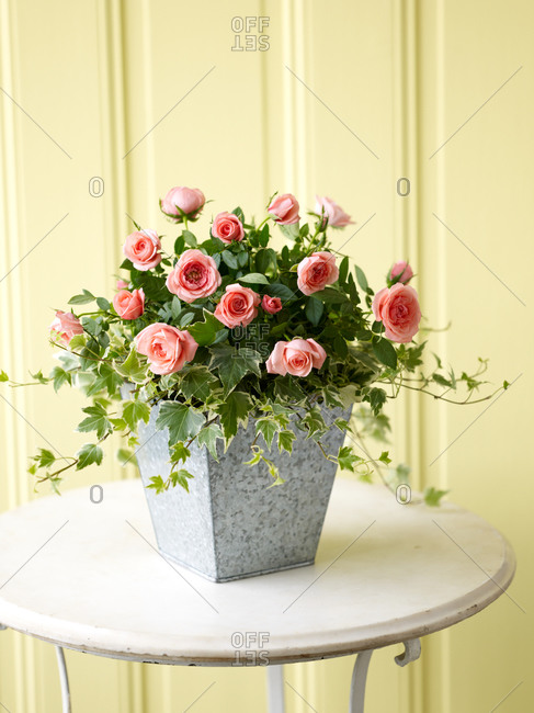 Close up of beautiful roses in flowerpot