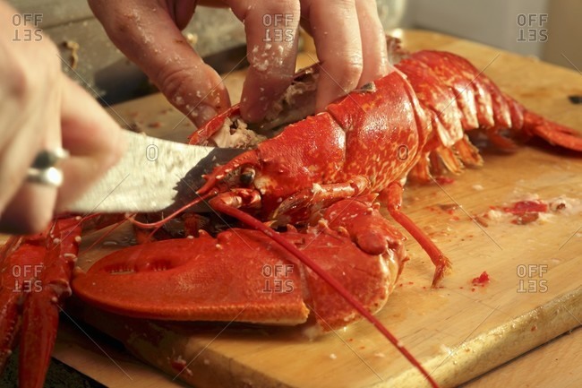 Breaking up a cooked lobster