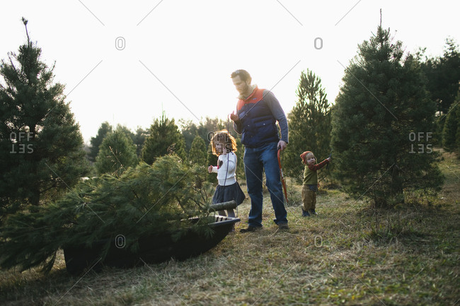 father and daughter secure tree into sled