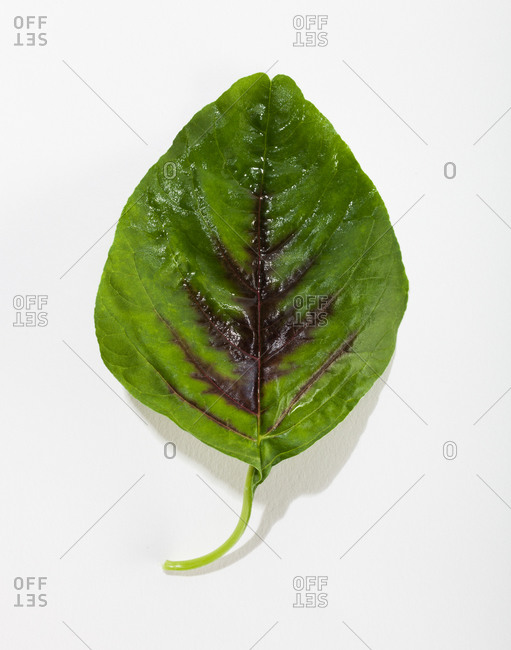 Fresh amaranth leaf
