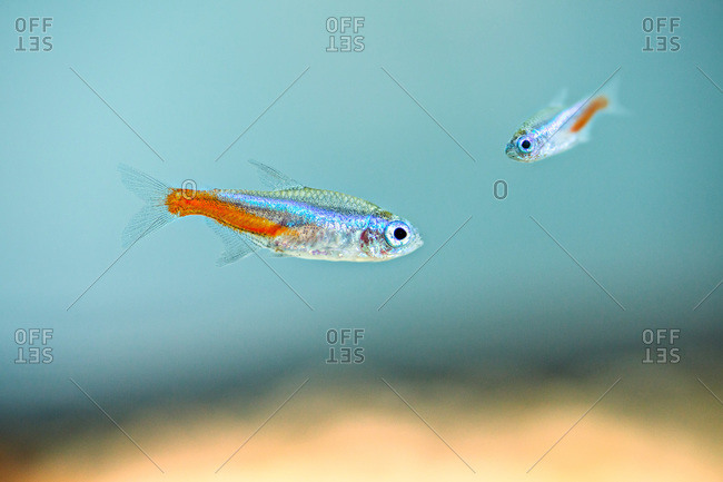 Two neon tetras (Paracheirodon innesi) underwater