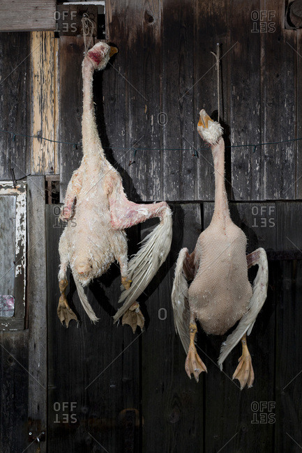 Two dead geese hanging on a rustic wooden wall