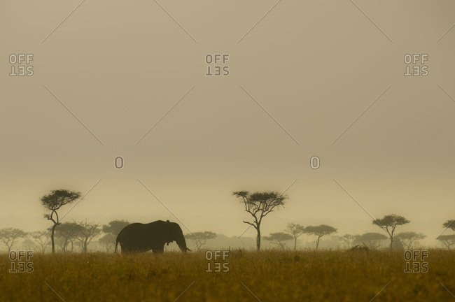 Elephant in the sunset at the Maasai Mara National Reserve, Kenya