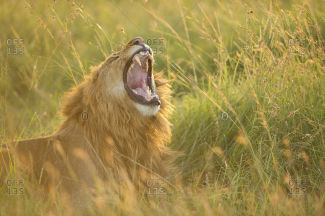 Roaring lion lying in the grass in the Maasai Mara National Reserve, Kenya