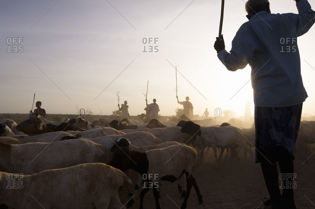 Masaai herdsmen shepherding goats in Kenya, Africa.