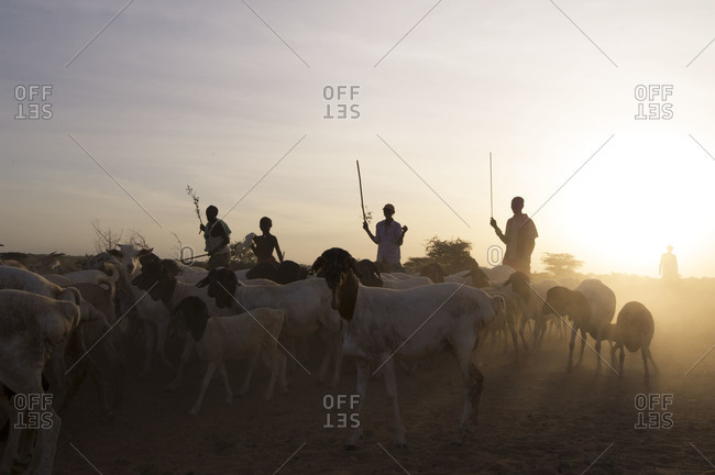 Masaai herdsmen shepherding goats in Kenya, Africa.