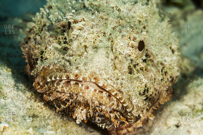 A spotted scorpionfish on the ocean floor