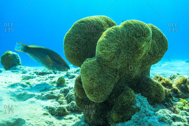 coral growing around bonaire waters