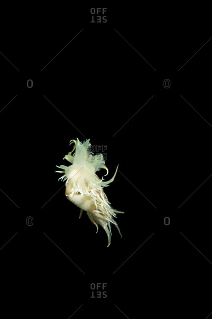 A Nudibranch mollusk floating in the depths of the ocean