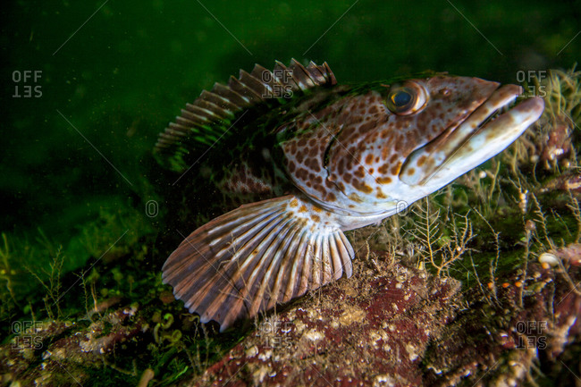 A lingcod fish swims in the ocean