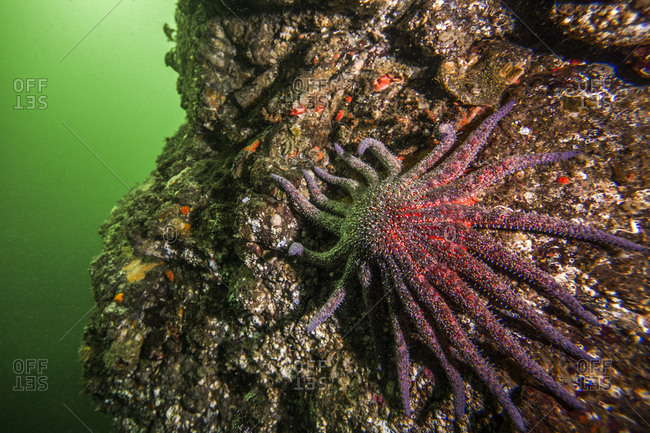 A sunflower sea star on the sea floor