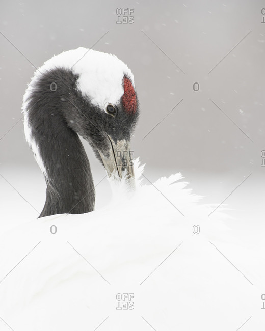 Red Crowned Crane preening in the snow, in Hokkaido, Japan
