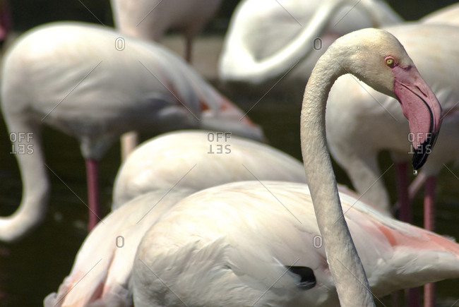 A group of flamingos at the San Diego Wild Animal Park in San Diego, CA.