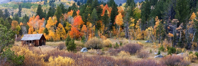A old cabin is surrounded by aspens in brilliant fall color in Hope Valley near Kirkwood, CA.