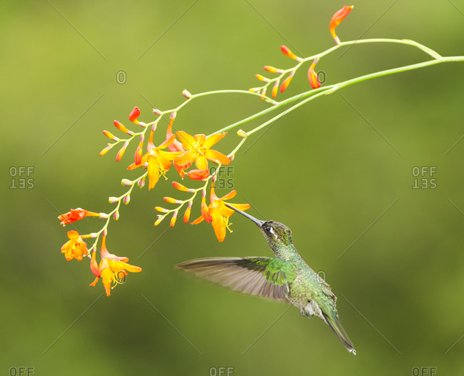 Green-crowned Brilliant humming bird (Heliodoxa jacula)