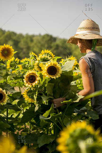 Partial view of a farm worker in a field harvesting organically grown sunflowers.