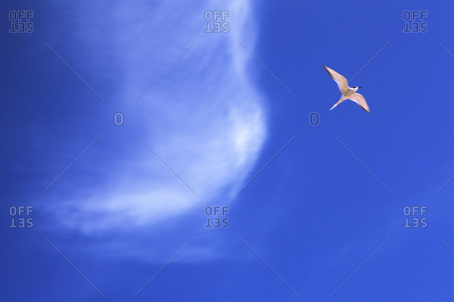 Sky with bird flying, low angle view