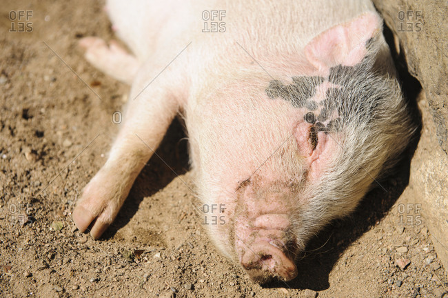 Close-up of sleeping pig