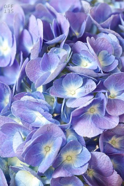 Close-up of Purple Hydrangea.