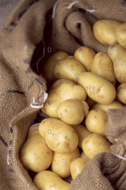 Sack of Yukon Gold potatoes