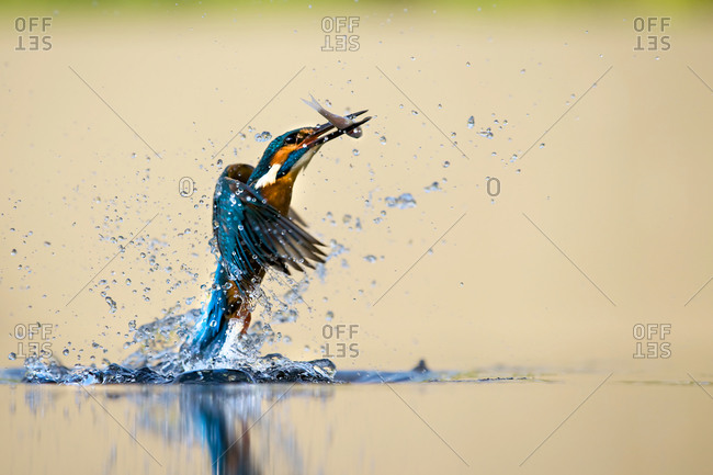 Portrait of kingfisher bird catching fish