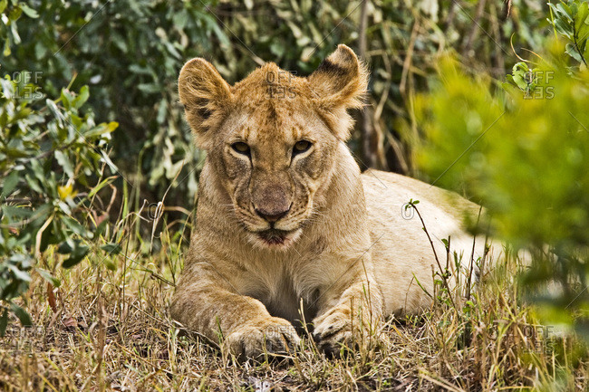 A little older lion cub laying in the bush in the Maasai Mara Kenya