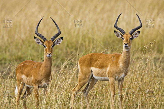 Elands roaming the fields of the late afternoon in the Maasai Mara Kenya
