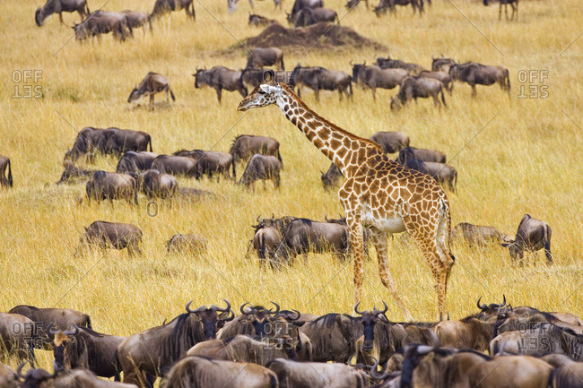 Crossing of the Mara River by Giraffes and wildebeest, Connochaetes taurinus,  migrating in the Maasai Mara Kenya
