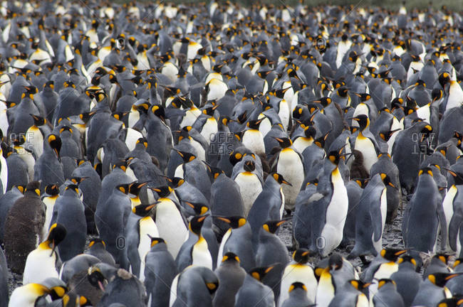 South Georgia Island,  Salisbury Plain Second largest king penguin colony in South Georgia