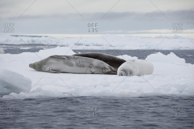 Antarctica,  Antarctic Peninsula,  Antarctic Sound Crabeater seal on iceberg (Lobodon carcinophagus)