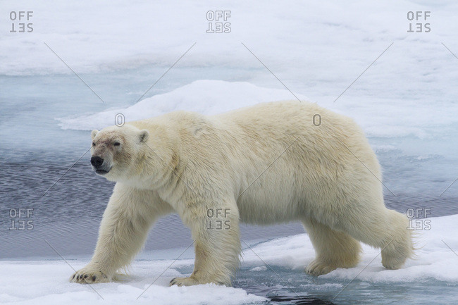 Norway,  Svalbard Polar bear on sea ice stepping across water
