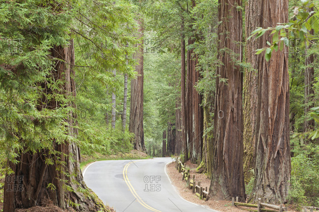 USA,  California View of road through redwoods in Big Basin Redwoods State Park
