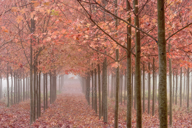 USA,  Oregon,  Willamette Valley Rows of autumn-colored maple trees form patterns in fog