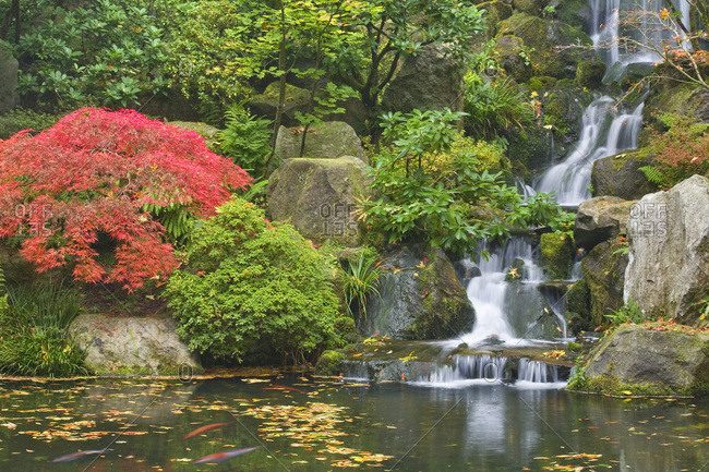 USA,  Oregon,  Portland Waterfall flows into koi pond at Portland Japanese Garden