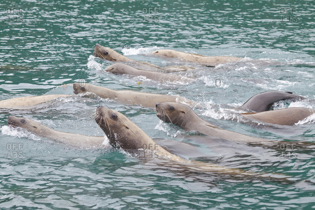 USA, Alaska, Inian Islands. Steller sea lions swimming near Elifin Cove.