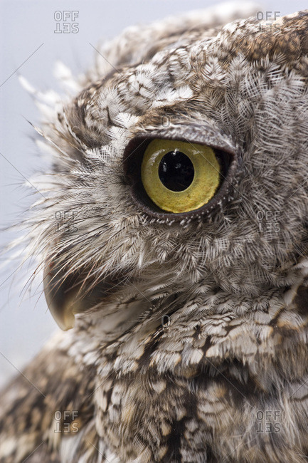 USA, Alaska, Ketchikan. Close-up side view of western screech owl.