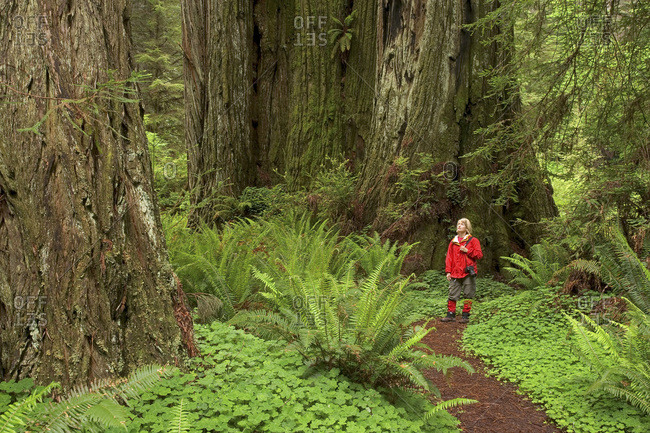 USA, California, Redwood National Park. Woman hiker gazes up at redwood trees.