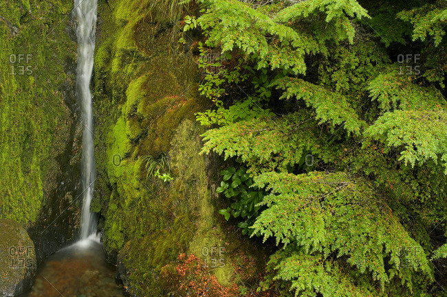 USA, Washington, Mount Baker Wilderness, Cascade Mountains. Small waterfall amid dense foliage.
