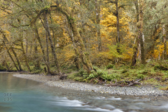 USA, Washington. Scenic of Quinault River in the Olympic National Park.