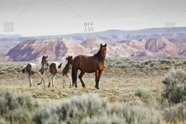 Wild Horses (Equus caballus). Mare with colts on sagebrush prairie near Cody, Wyoming, USA