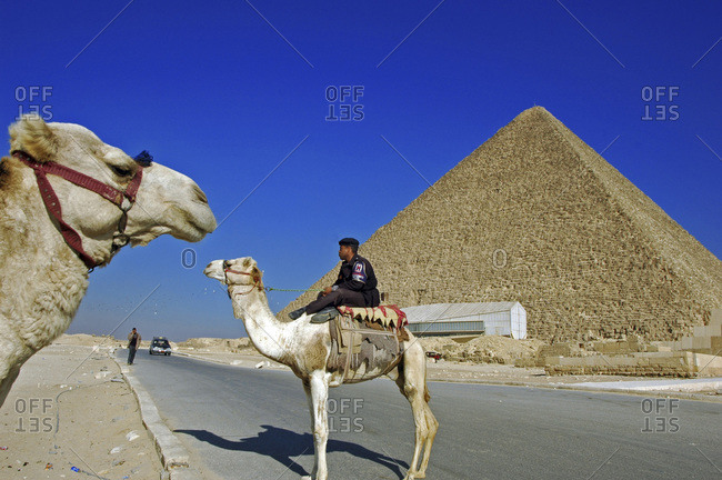 EGYPT, Giza. Egyptian policeman riding a white camel; a pyramid in the background, in Giza