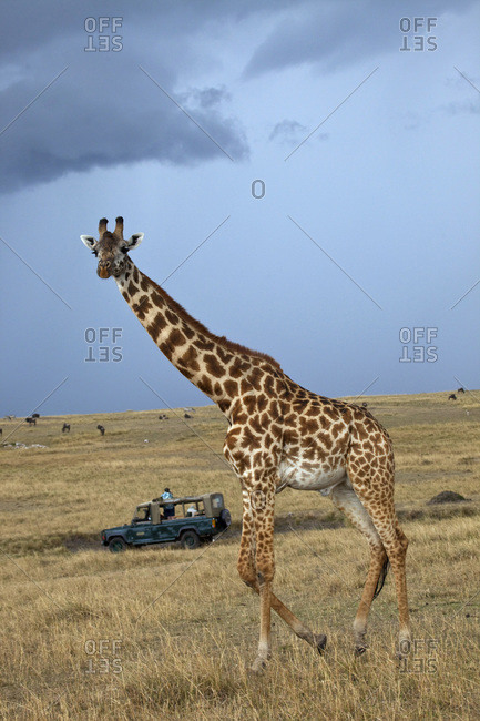 Game drive safari watching Masai Giraffe (Giraffa camelopardalis tippelskirchi), Masai Mara National Reserve, Kenya