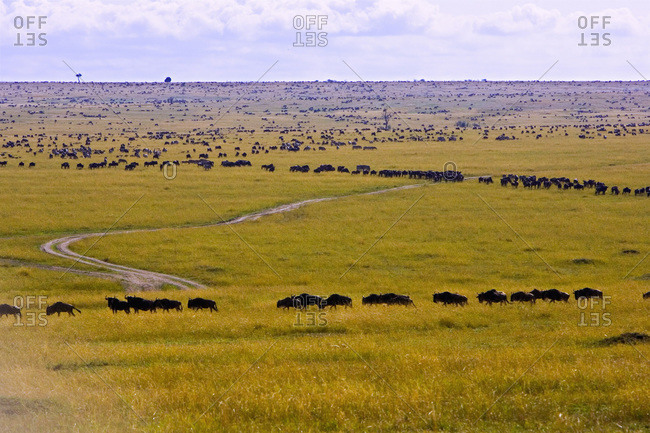 Crossing of the Mara River by Wildebeest, migrating in the Maasai Mara Kenya.
