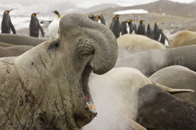 UK Territory, South Georgia Island. Scarred bull elephant seal roaring with harem and king penguins in background.