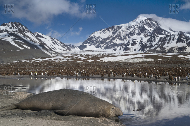 UK Territory, South Georgia Island, St. Andrews Bay. Bull elephant seal drinks water with king penguin colony in background.