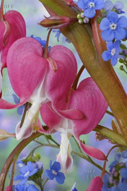 Detail of bleeding hearts and Brunnera Jack Frost flowers.
