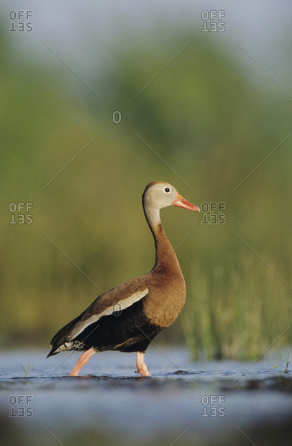 Black-bellied Whistling-Duck, Dendrocygna autumnalis, male, Lake Corpus Christi, Texas, USA, April