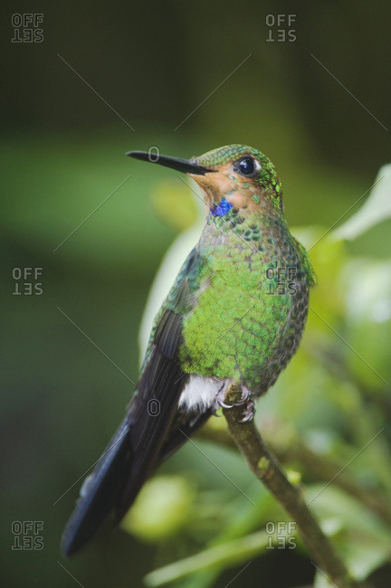Green-crowned Brilliant, Heliodoxa jacula, male perched, Central Valley, Costa Rica, Central America, December