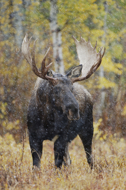Moose, Alces alces, bull in snowstorm with aspen trees in background in fall colors, Grand Teton, Wyoming, September