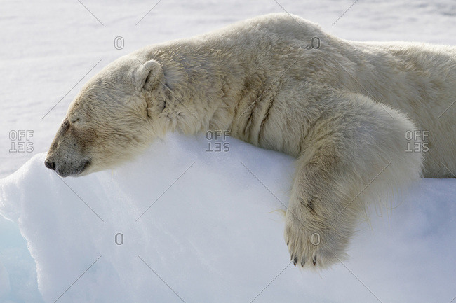 Norway, Svalbard. Polar bear lying asleep on ice ridge.